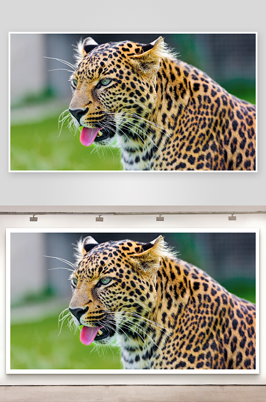 豹子吐舌特写镜头-众图网