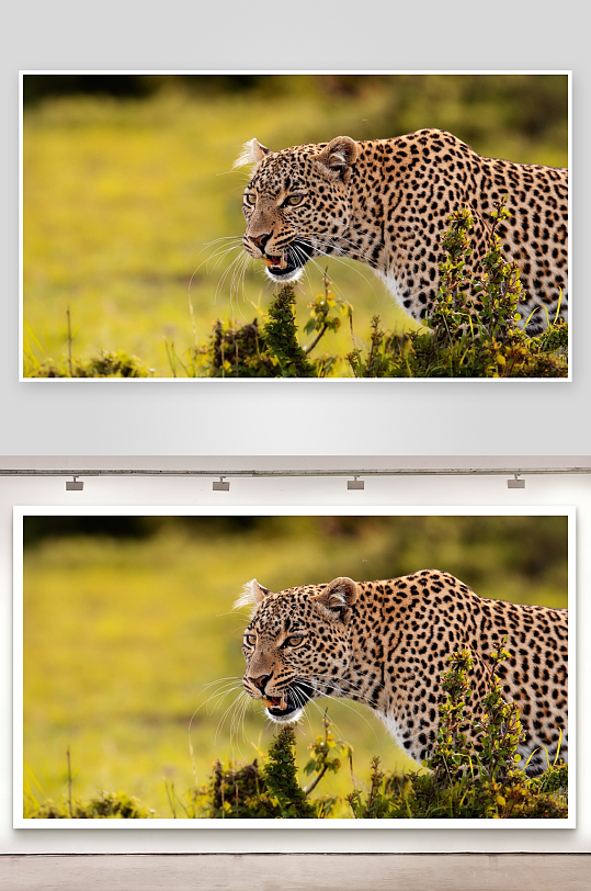 豹子在草丛中凝视-众图网