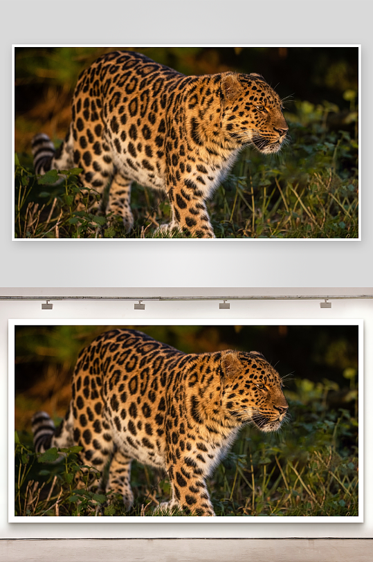 豹子在草丛中行走-众图网