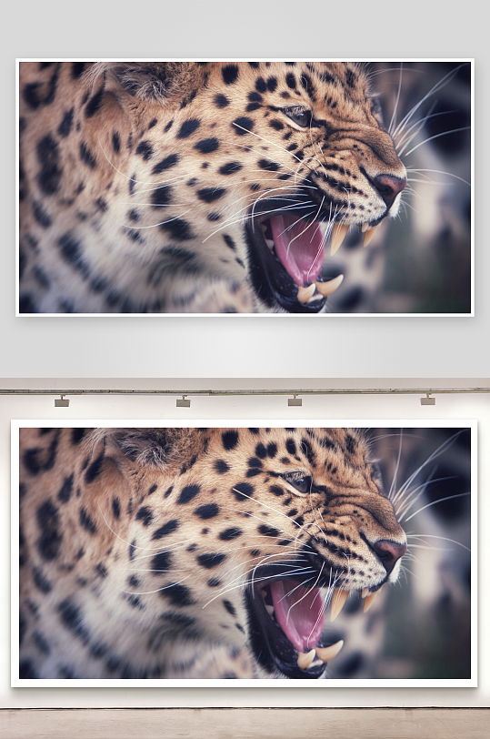 豹子张嘴咆哮特写-众图网