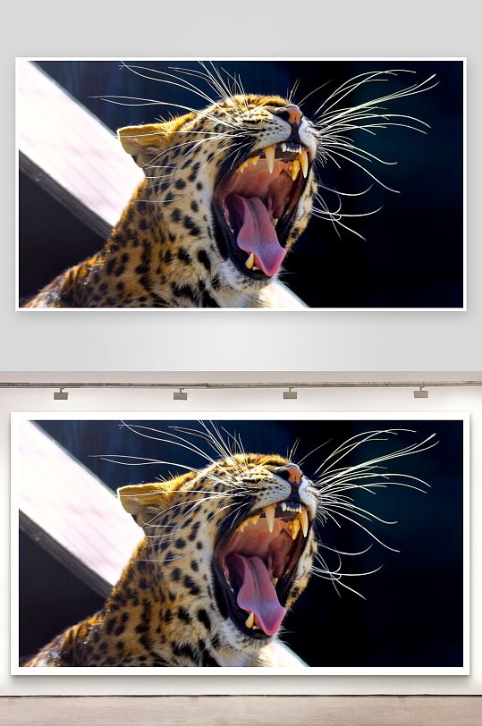 豹子张嘴打哈欠特写-众图网