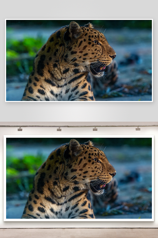 豹子张嘴特写展现野性之美-众图网