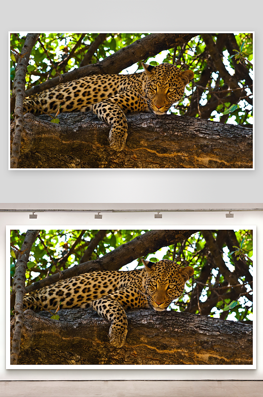 豹子树上休息照片摄影-众图网