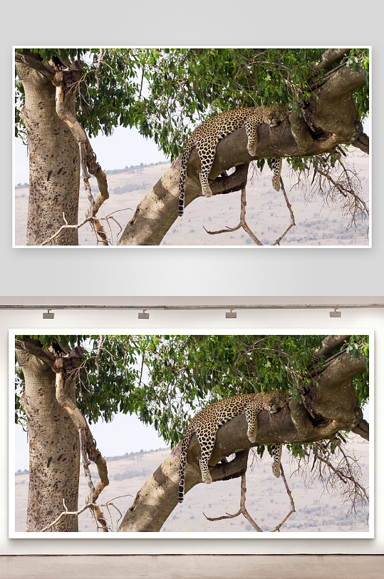 豹子树上休息自然景象-众图网