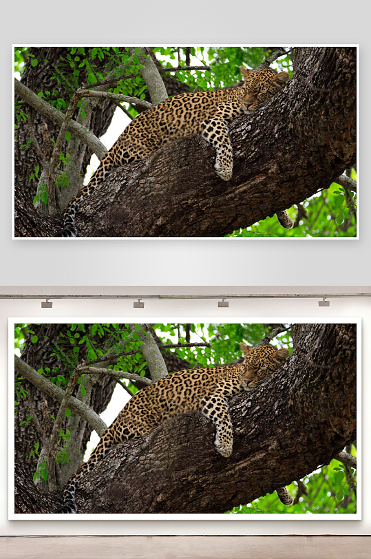 豹子树上休憩照片摄影-众图网