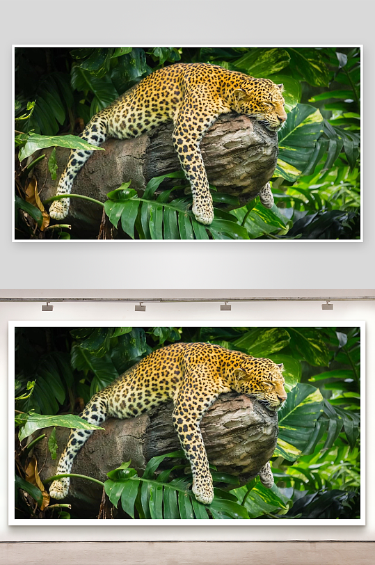 豹子树干上休息照片摄影-众图网