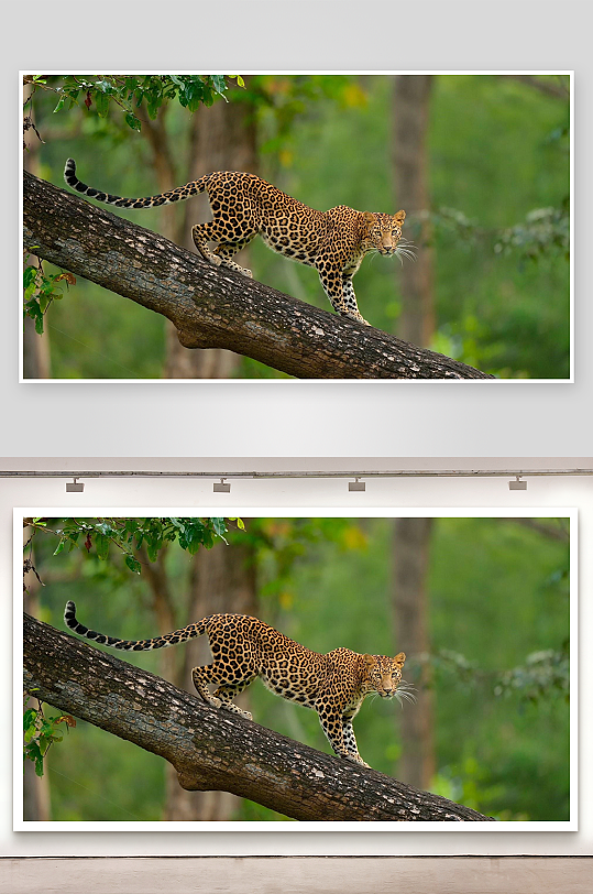 豹子树干行走姿态优雅-众图网