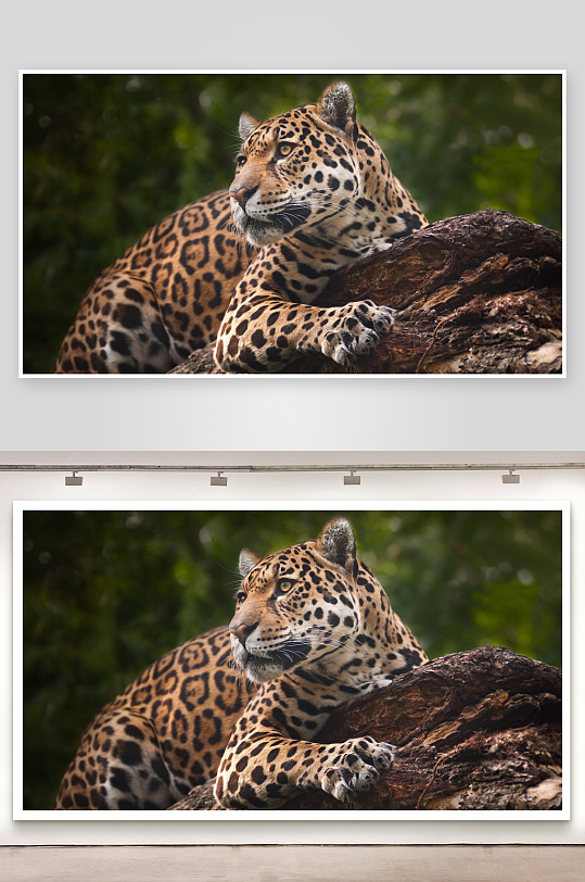 豹子栖息树干专注凝视-众图网