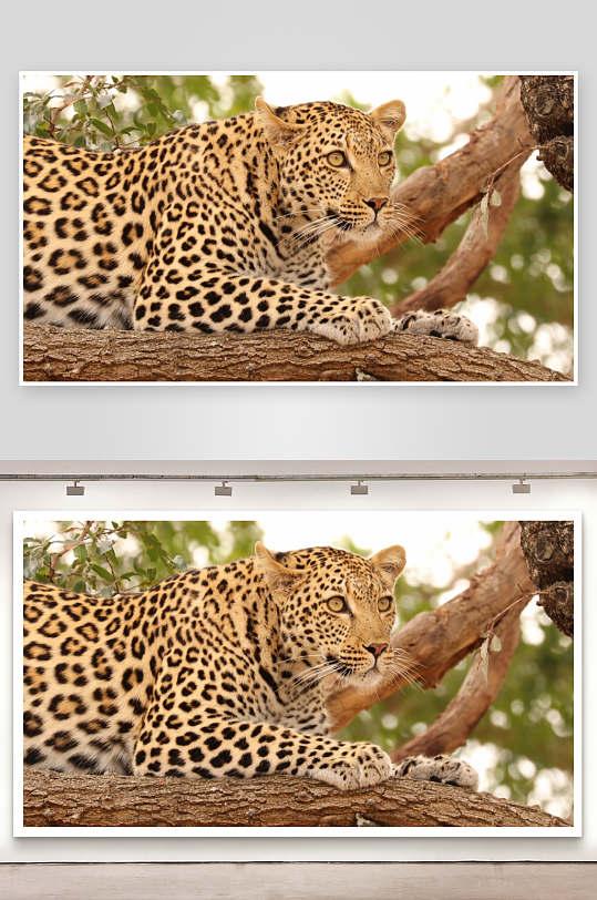 豹子栖息树干静观四周-众图网