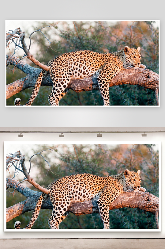 豹子栖息树枝上照片摄影-众图网