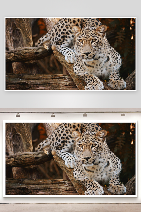 豹子栖息树枝静卧画面-众图网