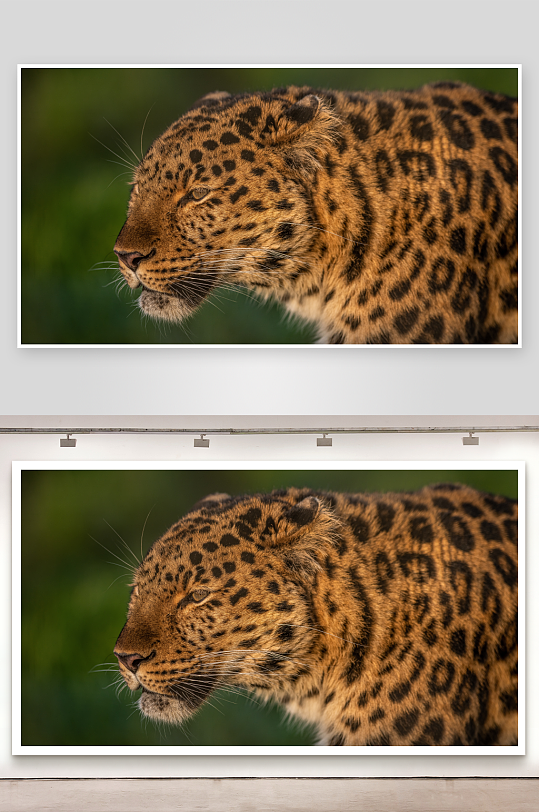 豹子特写斑纹与眼神的细节-众图网