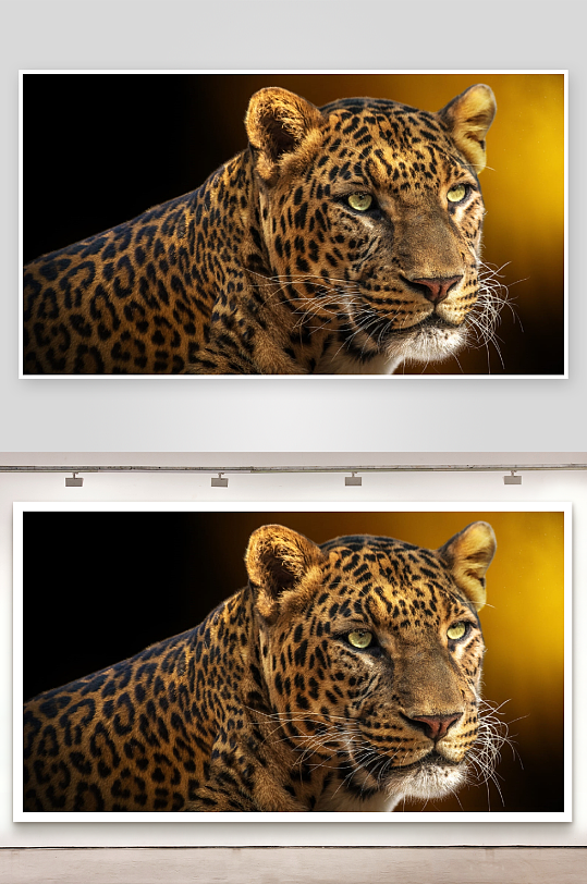 豹子特写眼神锐利-众图网