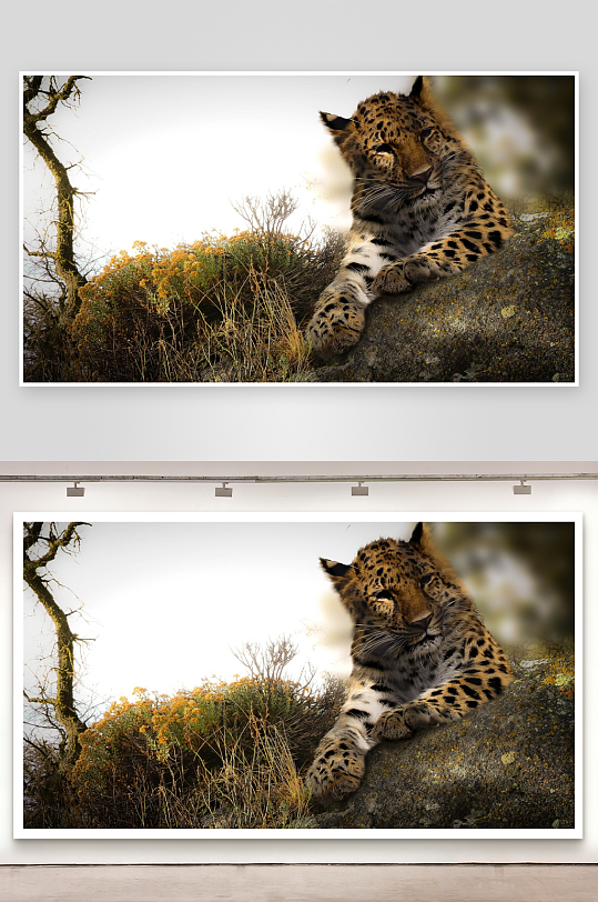 豹子静卧岩石上照片摄影-众图网