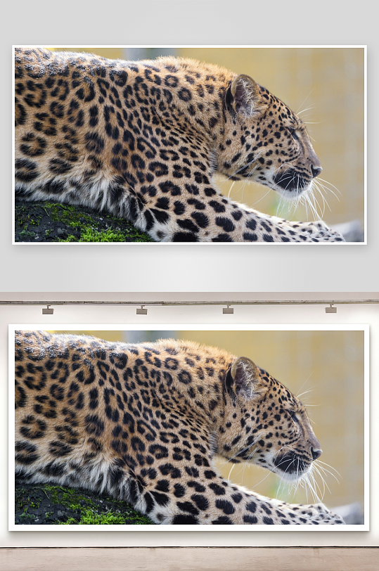 豹子静卧苔藓树干-众图网