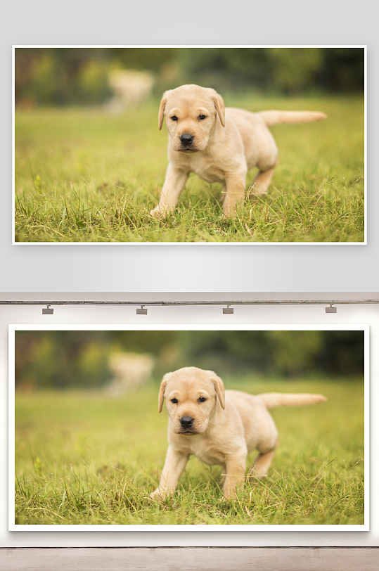 金毛幼犬草地漫步-众图网