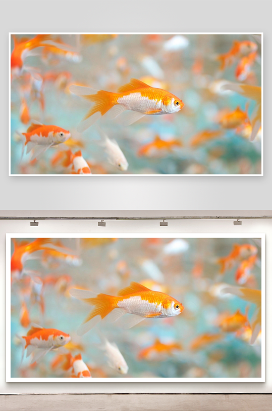 金鱼游动特写画面-众图网