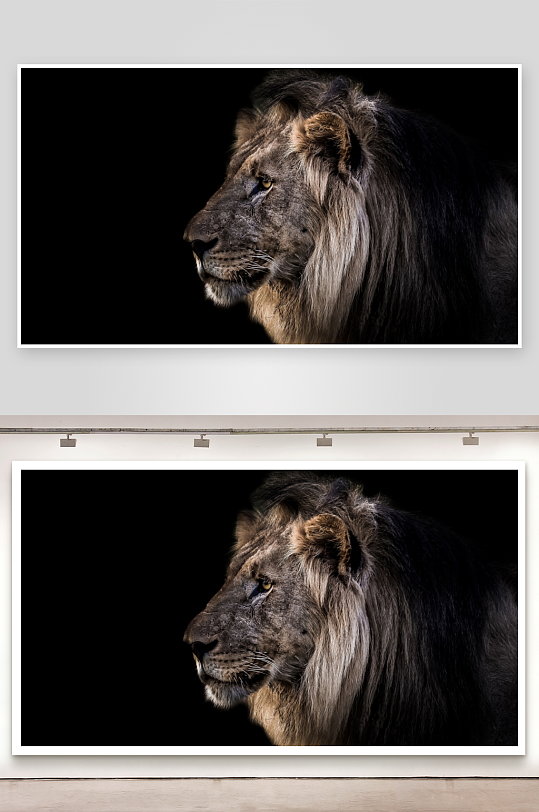 雄狮侧脸特写黑背景-众图网