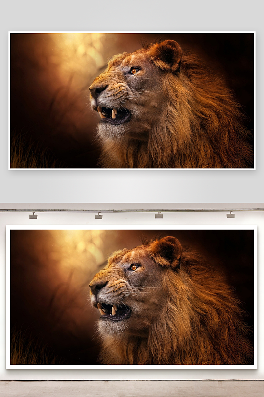 雄狮咆哮威严尽显-众图网