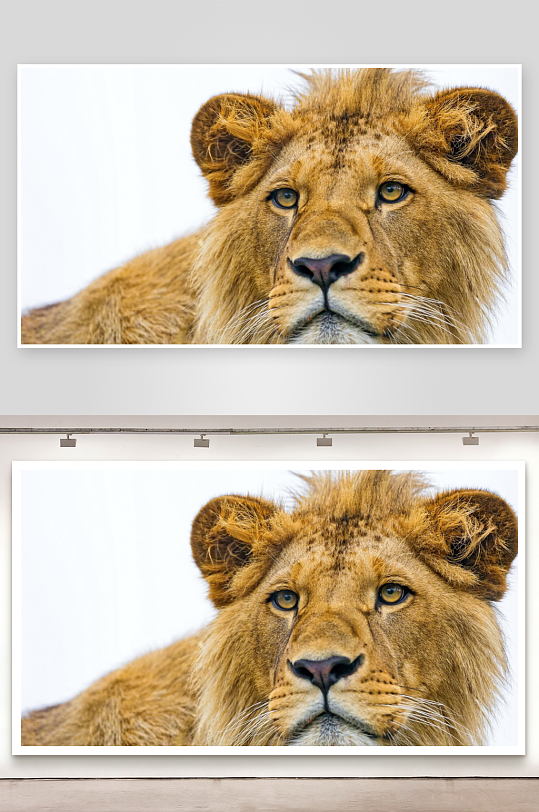 雄狮特写镜头眼神锐利-众图网