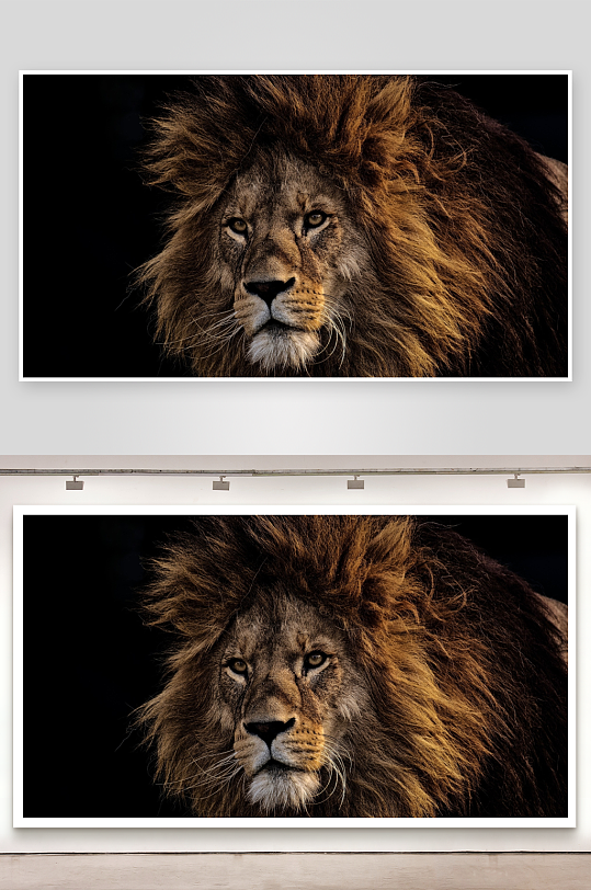 雄狮特写鬃毛与眼神的震撼-众图网