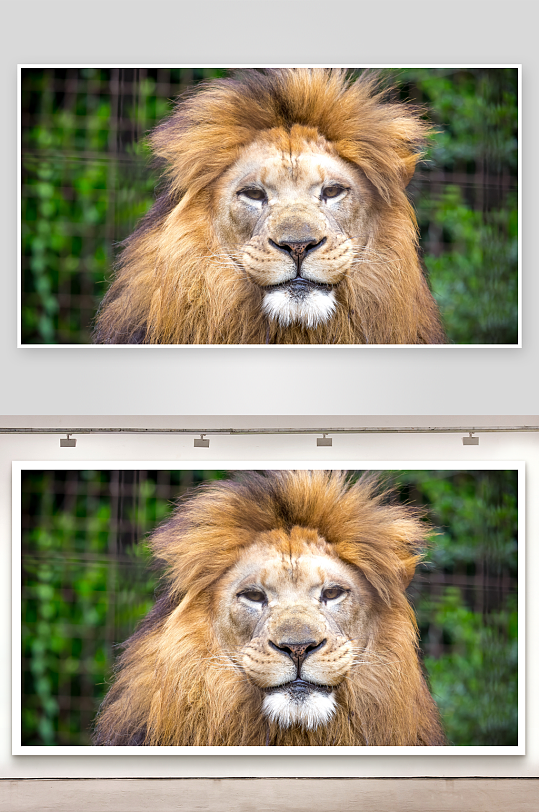 雄狮特写鬃毛浓密眼神威严-众图网