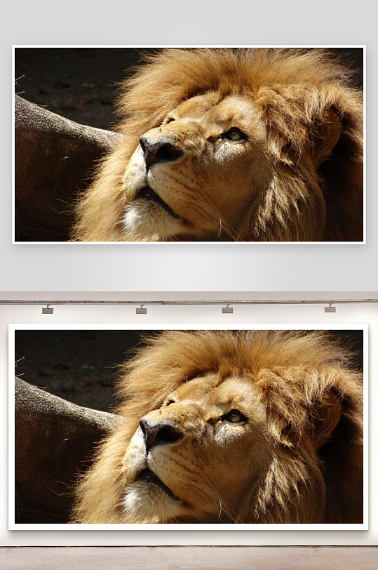 雄狮特写鬃毛浓密眼神锐利-众图网