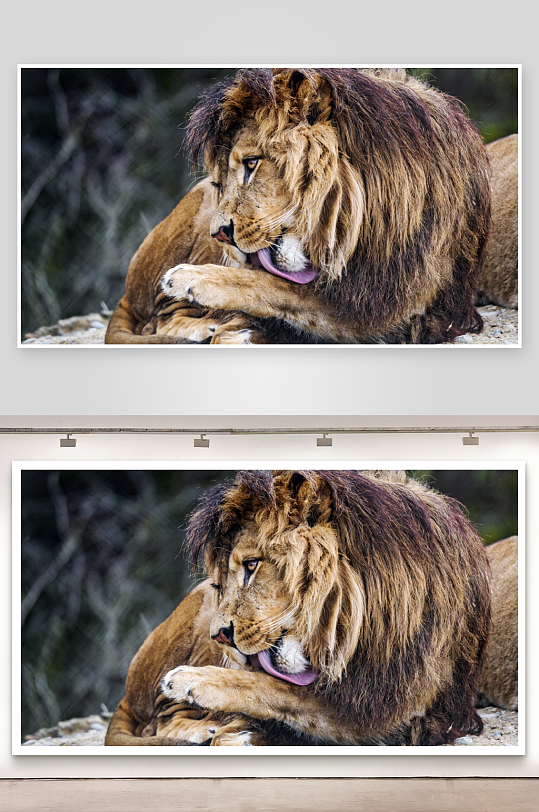 雄狮舔舐爪子休息-众图网