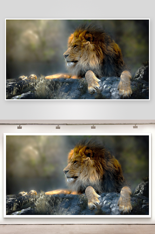 雄狮静卧岩石之上-众图网