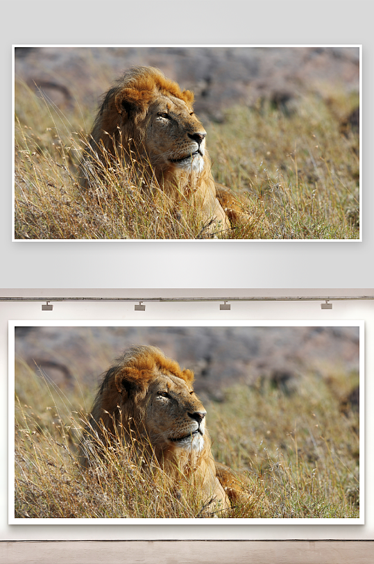 雄狮静卧草丛中照片摄影-众图网