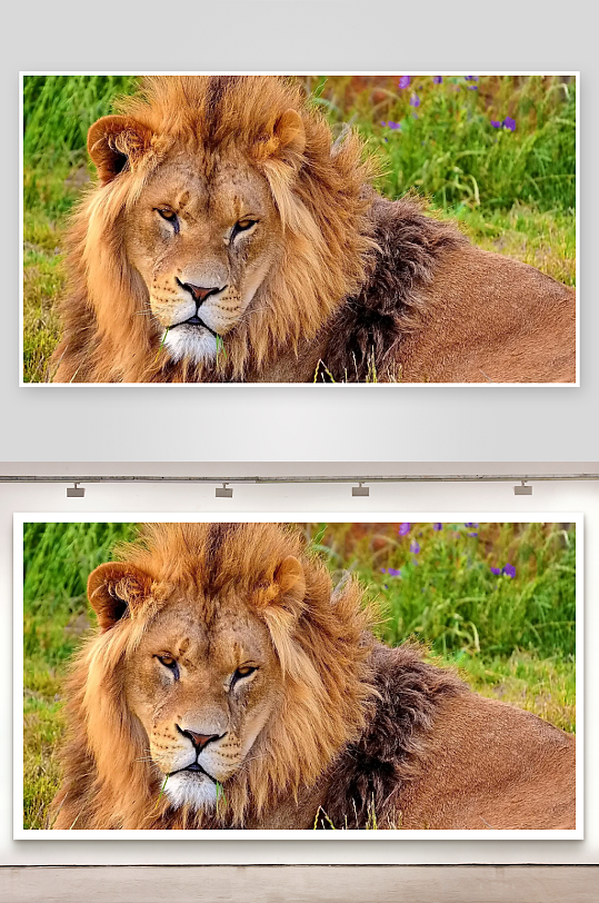 雄狮静卧草地狂野与宁静的交汇-众图网