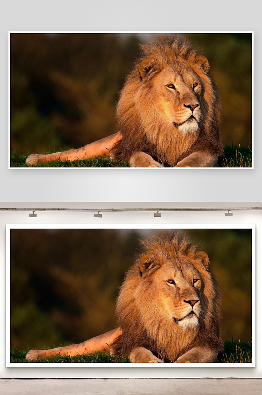 雄狮静卧草地专注凝视-众图网