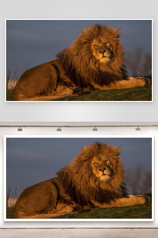 雄狮静卧草地夕阳下-众图网