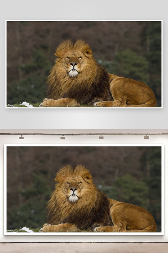 雄狮静卧草地威严尽显-众图网