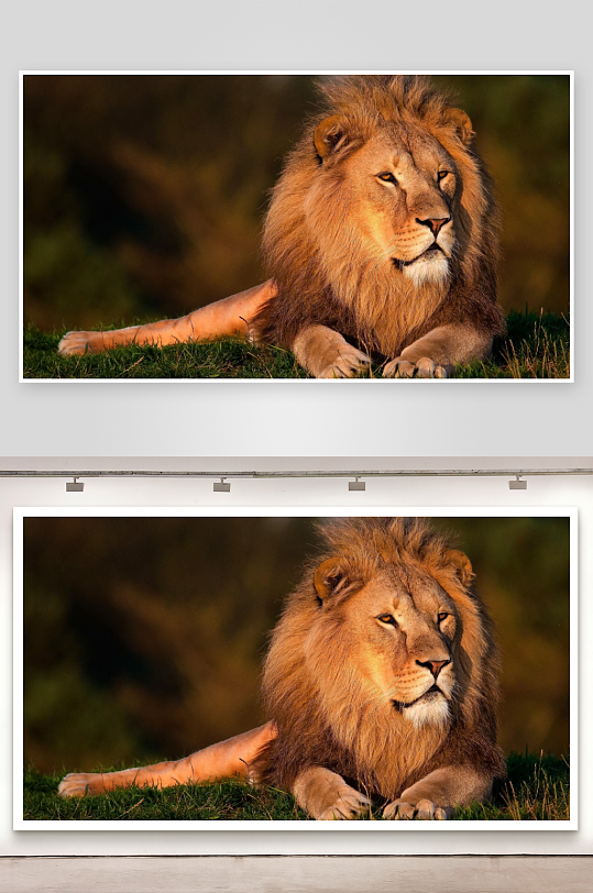 雄狮静卧草地尽显王者风范-众图网