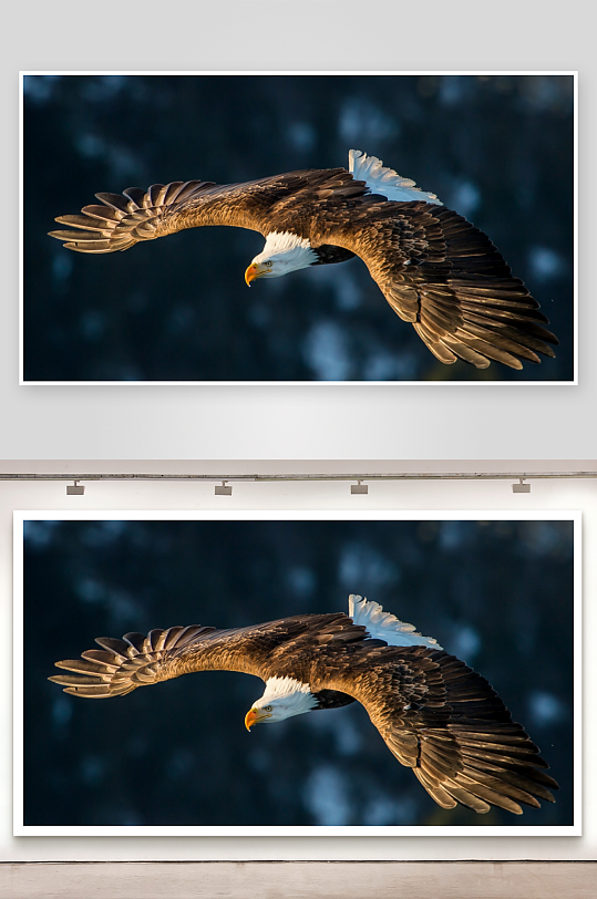 雄鹰展翅翱翔蓝天-众图网