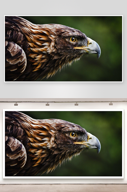 雄鹰特写羽毛细腻眼神锐利-众图网