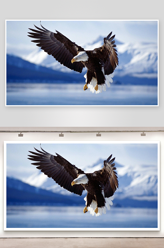 雄鹰翱翔雪山湖畔展翅飞翔-众图网