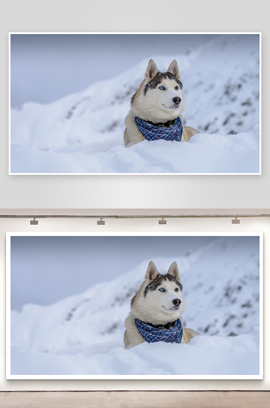 雪地哈士奇戴围巾-众图网