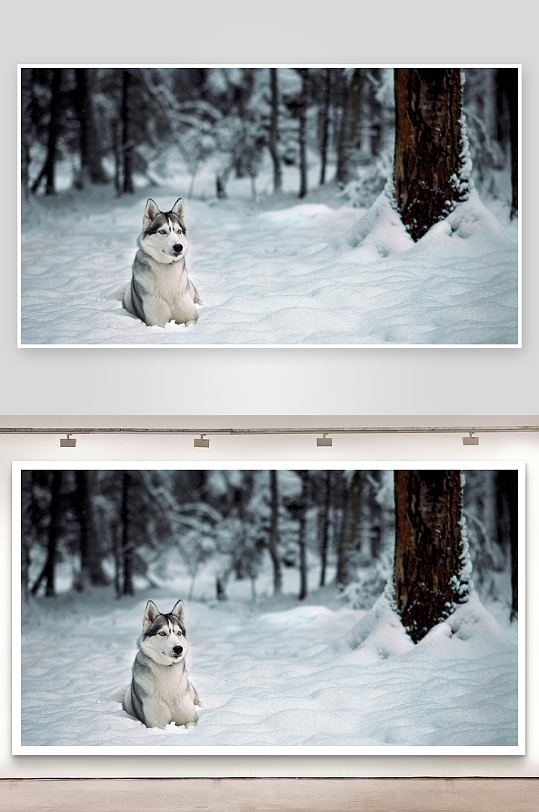 雪地森林中的哈士奇犬-众图网