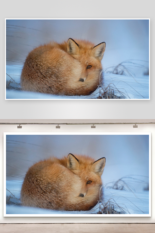 雪地狐狸蜷缩休息-众图网