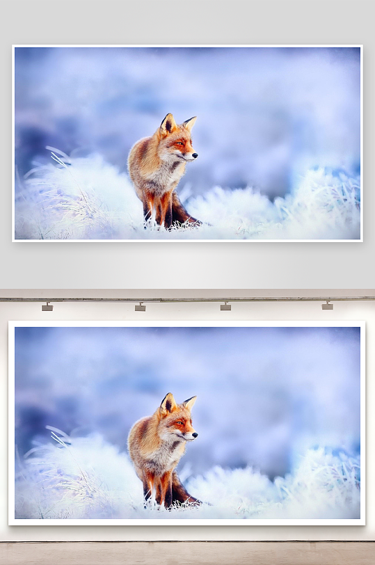 雪地狐狸静立画面-众图网