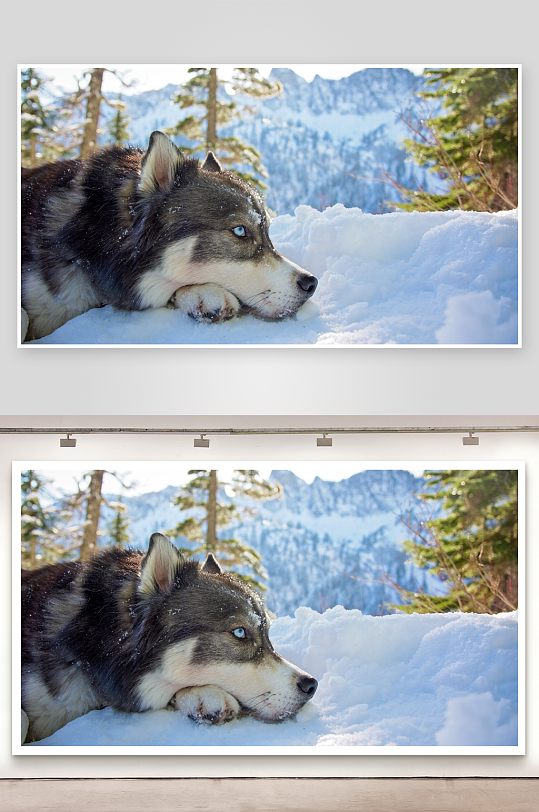 雪地狼犬静卧山林间-众图网