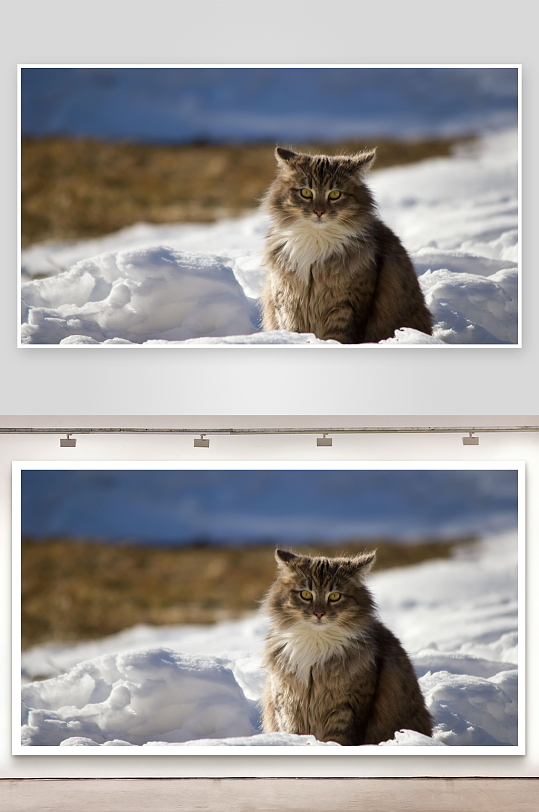 雪地猫咪凝视远方-众图网