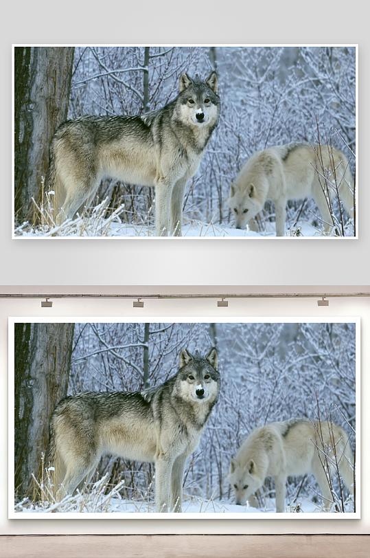 雪地狼群对视照片摄影-众图网