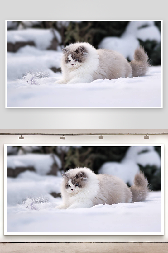 雪地猫咪悠闲躺卧-众图网