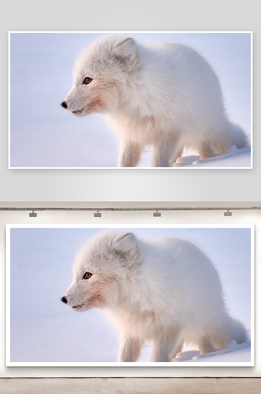 雪地白狐侧影照片摄影-众图网