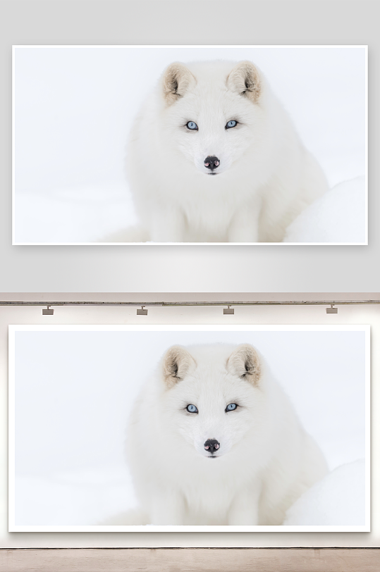 雪地白狐凝视镜头-众图网