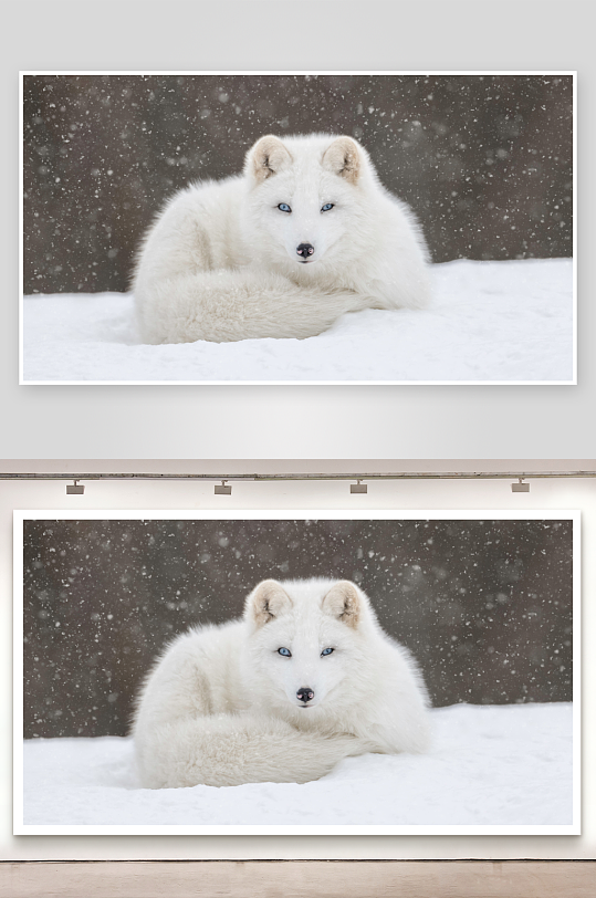 雪地白狐静卧照片摄影-众图网