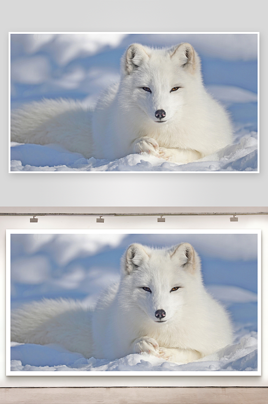 雪地白狐静卧画面-众图网